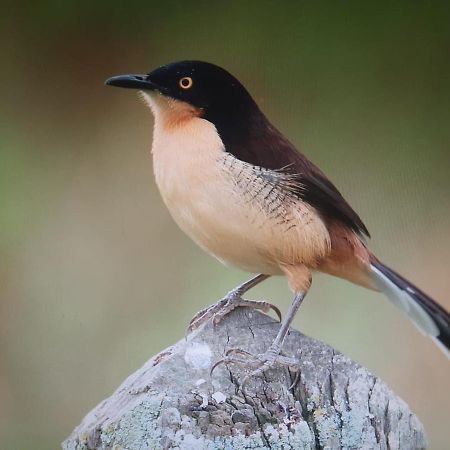 Posada Del Angu Puerto Iguazú Eksteriør bilde