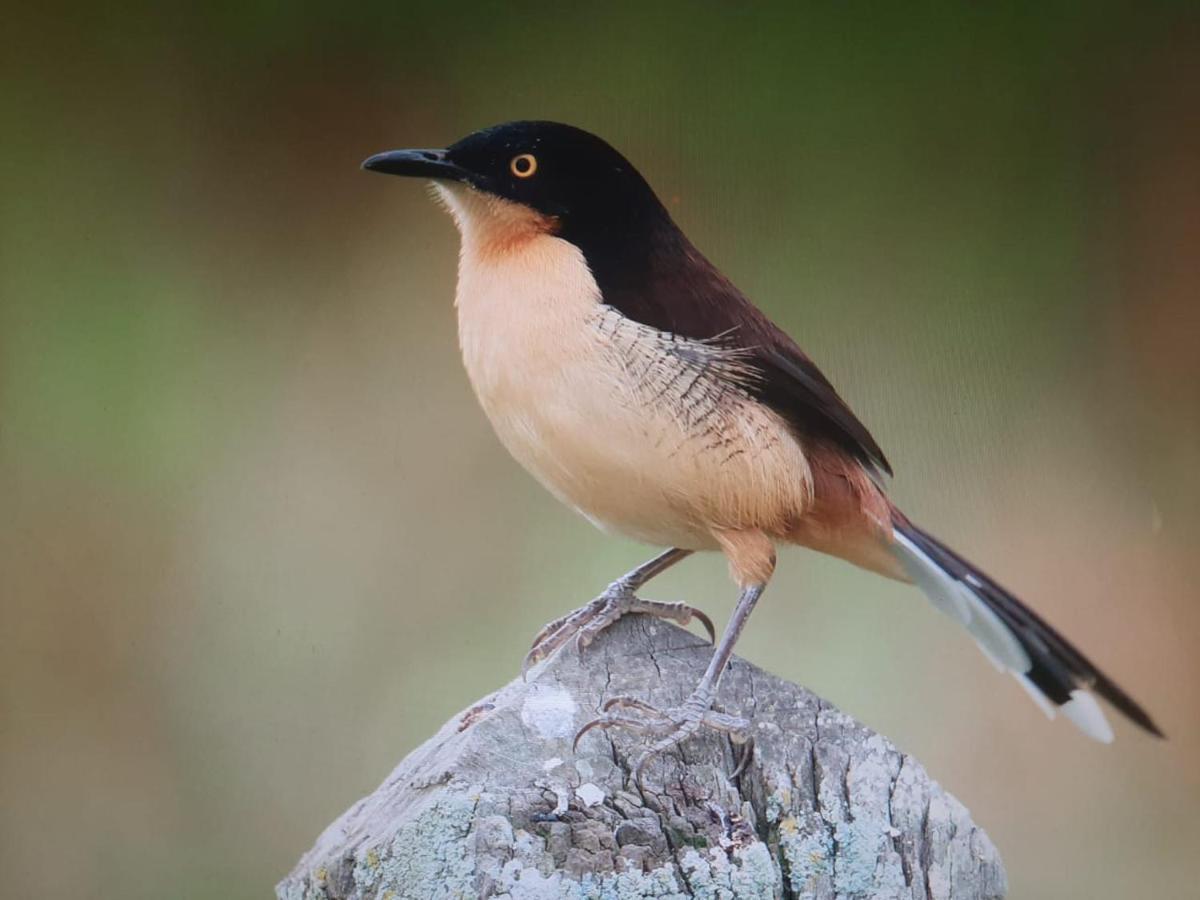 Posada Del Angu Puerto Iguazú Eksteriør bilde